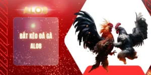 BẮT KÈO ĐÁ GÀ ALO8