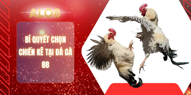 Bí quyết chọn chiến kê tại đá gà 88
