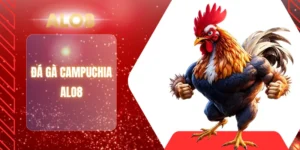 ĐÁ GÀ CAMPUCHIA ALO8