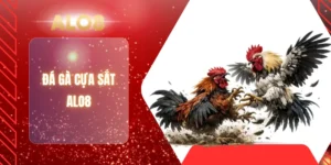 ĐÁ GÀ CỰA SẮT ALO8